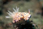 Colourful nudibranchs everywhere, Sulawesi, Indonesia