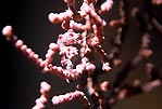 Pink Pygmy Seahore (Hippocampus bargibanti), Sulawesi, Indonesia