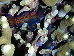 Mandarinfish mating at dusk, Lembeh Strait, Sulawesi, Indonesia