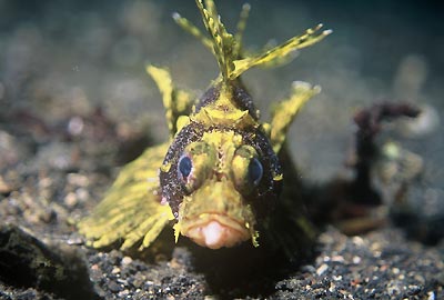 Wonderful marine life at Sulawesi, Indonesia