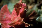 Weedy Scorpionfish, Lembeh Strait, Sulawesi, Indonesia