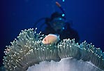 Pink Anemonefish, Sulawesi, Indonesia