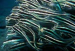 A school of juvenile Striped Catfish, Sulawesi, Indonesia