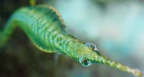 Green Pipefish