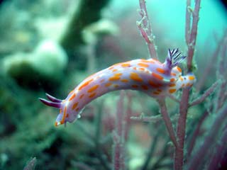 Ceratosoma amoena