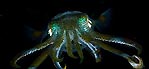 Luminous Squid