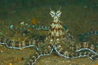 Mimic Octopus