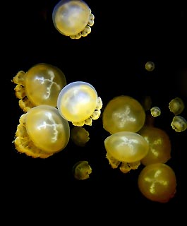 Matt Tworkowski with a great atmospheric shot of stingless jellyfish at the jellyfish lake, Palau, Micronesia.