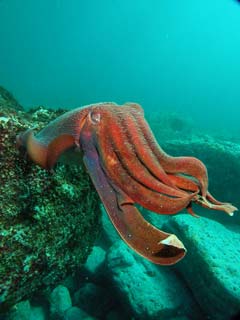 Cuttlefish