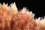 Squat Lobster