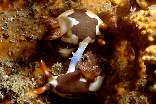 Mating Nudibranchs