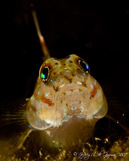 Goby