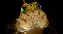 Goby