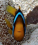 Anemonefish with teeth