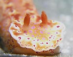 Rhinophores