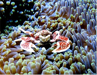 Anemone Crab