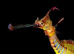 Seadragon Portrait