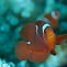 Spine-cheek Anemonefish