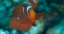 Spine-cheek Anemonefish