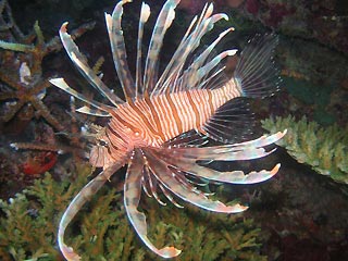 Common Lionfish