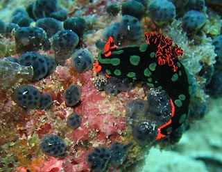 Nembrotha kubaryana