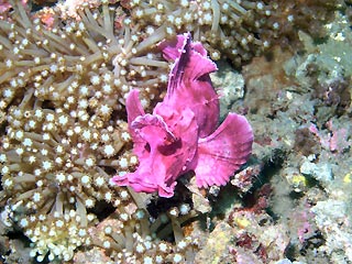 Lacy Scorpionfish