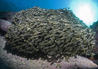 Schooling Catfish