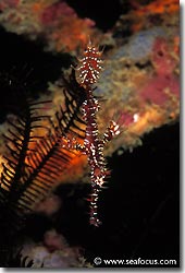 A Harlequin Ghostpipefish, Banda, Spice Islands.