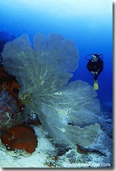 Beautiful large Gorgonian swaying gently in the light current, Banda, Spice Islands.