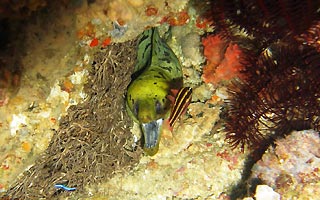 Darkspotted Moray