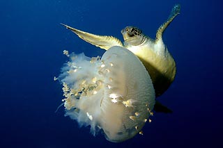 Jellyfish dinner