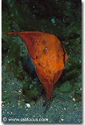 A juvenile batfish, Bali