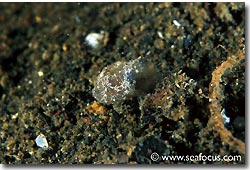 A small frogfish blending in with its surrounds, Bali