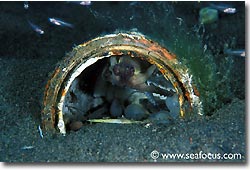 An octopus in its burrow, Bali