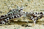 Mimic Octopus