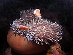 Pink Anemone Fish