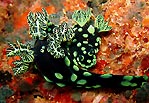 Nembrotha kubaryana