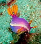 Hypselodoris bullocki