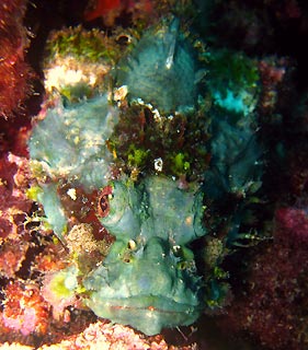 Scorpionfish