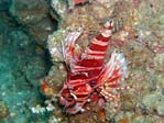 Lionfish