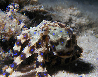 Blue-ringed Octopus