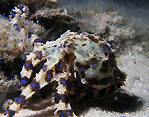 Blue-ringed Octopus