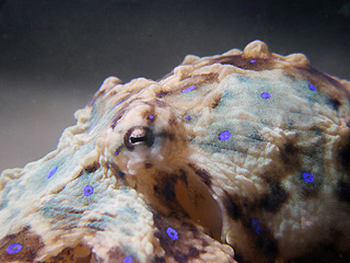 Blue-ringed Octopus