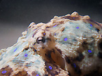 Blue-ringed Octopus