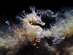 Short-headed Seahorse