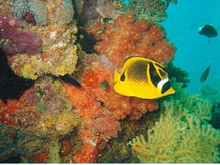 Racoon Butterflyfish