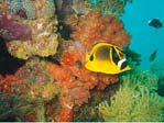 Racoon Butterflyfish