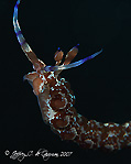 Dragon Nudibranch - Suspended