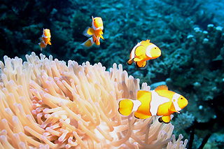 Anemonefish Line-up