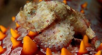 Baby False Stone Fish on Starfish